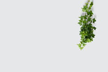 Top View Of Ivy Leaves Isolated On A Gray Background With Space For Text