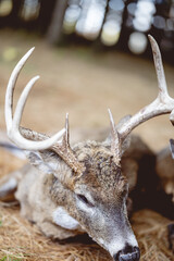 Poster - Vertical selective focus shot of an antler