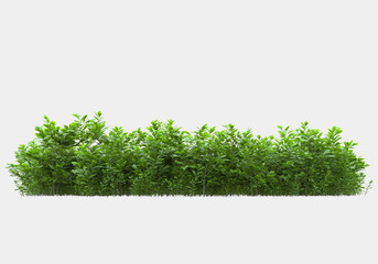 decorative park and garden plants isolated on grey background. 3d rendering - illustration