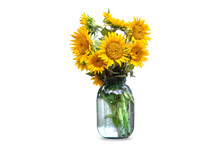 Sunflowers In Big Glass Jar Isolated On White Background. Sunflowers Still Life.