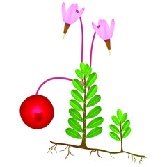 Canvas Print - Cranberry plant with flowers with roots and berries on a white background.