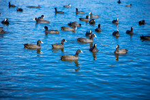 Water Birds American Coots Floating On Blue Lake Titreyengol  In Sorgun Antalya Turkey