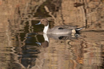 Wall Mural - Northern Pintail Male Duck Swimming in the Pond With Fall Color From Reeds