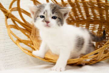 Wall Mural - Cute white spotted little kitten in a wicker straw basket on a knitted blanket