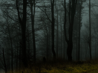  Creepy beech trees forest in Jeseniky mountains at autumn. Gloomy hilly foggy landscape, tree trunks. Jeseniky mountains, Eastern Europe, Moravia.  .
