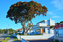 AUCKLAND, NEW ZEALAND - Nov 19, 2020: Large Pohutukawa Tree In Front Of Modern Beachfront House