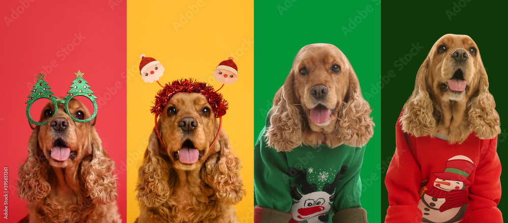 Cute dogs in Christmas sweaters and party glasses on color backgrounds - obrazy, fototapety, plakaty 
