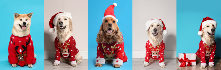 Cute dogs in Christmas sweaters and Santa hats on color backgrounds. Banner design