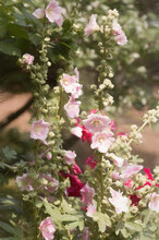 Vertical Shot Of Pink Hollyhock Flowers Blooming At A Garden