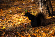 Black Squirrel

