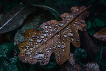 Sticker - Macro shot of an autumn leaf with water droplets on it