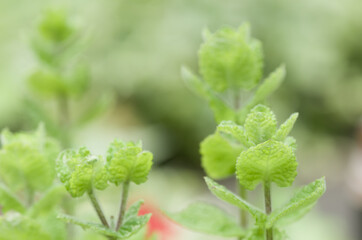 Canvas Print - Closeup shot of green mint leaves