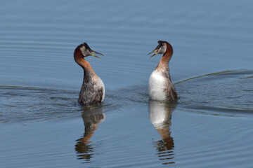 Wall Mural - Red-necked grebes take part in a courtship dance on Reflections Lake, Alaska, an important area for migratory waterfowl.