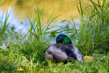 Colorful Male Mallard Duck Resting In Grass At The Edge Of A River In Late Afternoon Light
