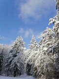 Fototapeta Las - winter forest