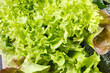 Fresh ripe natural lettuce as source vitamins and minerals
