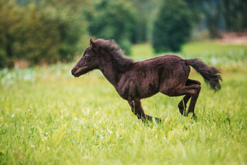 Poster - Young mini pony horse on a green meadow