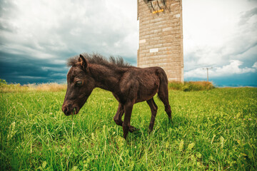 Poster - Young mini pony horse on a green meadow