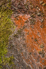 Wall Mural - Vertical closeup of vibrant, red lichen and lush green moss growing on a tree trunk
