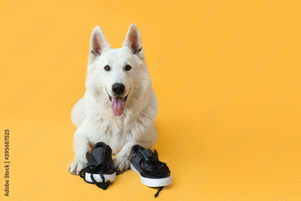 Funny naughty dog playing with shoes on color background