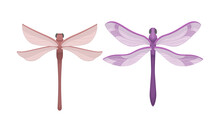 Dragonfly With Long Body And Transparent Wings Vector Set