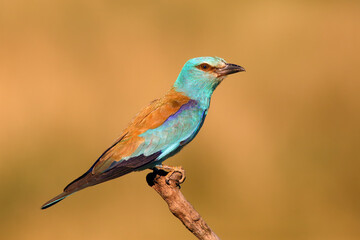 Sticker - The European roller (Coracias garrulus) sitting on the branch. Amazing blue bird with deep orange natural background.