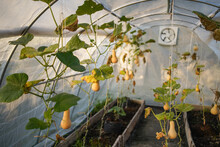 Mature Butternut Squash Fruits In Greenhouse
