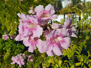 Sticker - Closeup shot of pink bignonia flowers