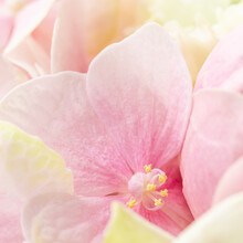 Background Of Pink Flowers. Hydrangea Or Hortensia In Blossom.