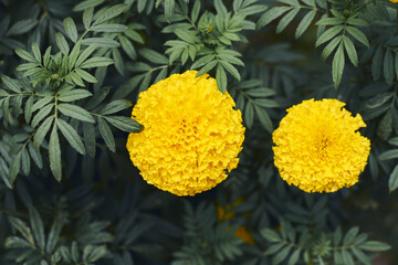 Wall Mural - marigold is a beautiful yellow flowers