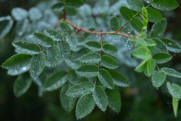 Water drops on green leaf with blurred background, dew on rose plant, macro image, soft focus for card design.