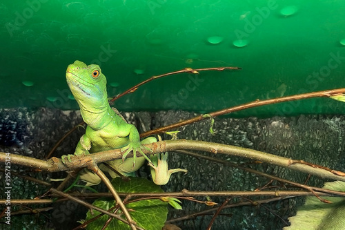Fotografía Female of Helmet-bearing basilisk or the common basilisk (Basiliscus) is species