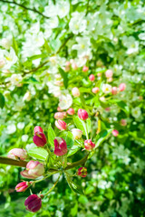 Wall Mural - White and pink blooming apple trees in spring sunny day. The freshness of spring.