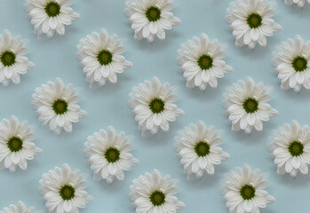 Wall Mural - Blooming white daisies arranged in a row on a delicate blue background.