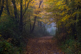 Fototapeta Las - path in misty autumn forest 