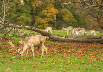 Sticker - Eye-level shot of a herd of deer grazing in an autumn Attingham Park, Shrewsbury