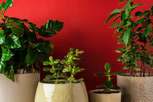 Green Potted Plants On A Red Background