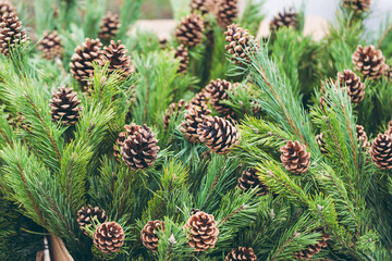 Poster - Simple Christmas decoration in a Christmas tree shop. Pine branches with natural pine cones in a box. Environment, recycle and zero waste concept. Selective focus, copy space