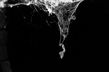 Wall Mural - spiderweb on a dark background