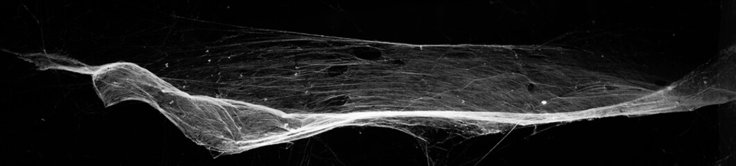 Wall Mural - spiderweb on a dark background