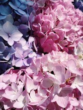 Beautiful Blooming Multi Colored Hydrangeas In Pink And Purple Close-up In A Garden