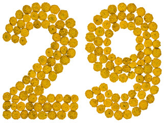 Arabic numeral 29, twenty nine, from yellow flowers of tansy, isolated on white background