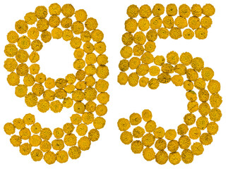 Arabic numeral 95, ninety five, from yellow flowers of tansy, isolated on white background