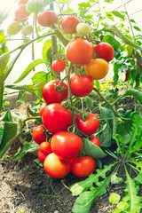 Ripe tomato plant growing in greenhouse. Fresh bunch of red natural tomatoes on a branch in organic vegetable garden. Blurry background and copy space for your advertising text message