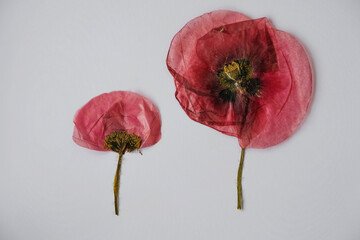 Dried poppy flowers on a white background. Transparent petals. Herbarium. Wallpaper.