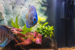Close up view of gorgeous blue diamond discus aquarium fish. Hobby concept.
