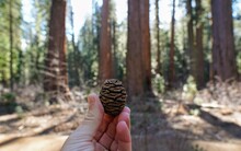 Mans Hand Holding A Pine Cone From A Giant Sequoia Redwood Tree