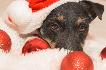 close up of a little cute Jack Russell Terrier Christmas dog