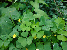 Selective Focus Shot Of Wood Sorrel Plants With Blooming Yellow Flowers On The Ground