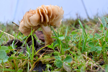 Canvas Print - Hydnangiaceae Mushroom 11